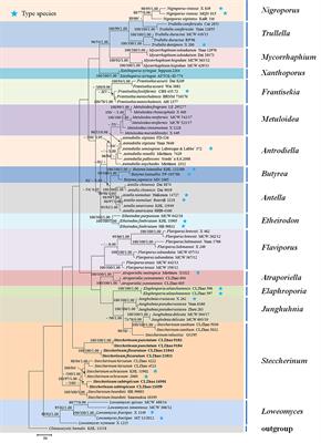 A phylogenetic and taxonomic study on Steccherinum (Polyporales, Basidiomycota): Focusing on three new Steccherinum species from southern China